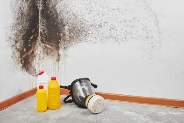 Best Professional Mold Removal  in New River, AZ
