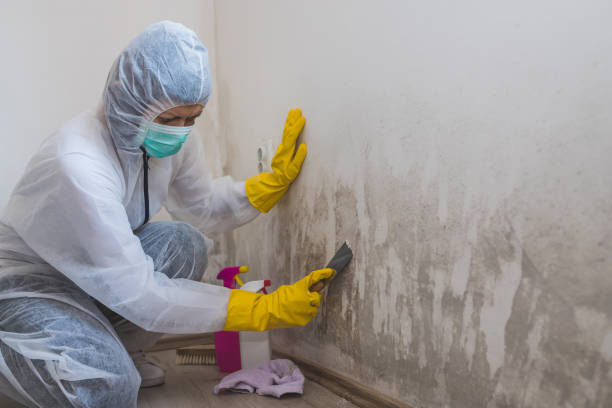 Best Residential Mold Removal  in New River, AZ