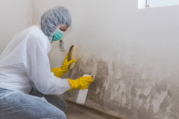 Best Toxic Mold Removal  in New River, AZ