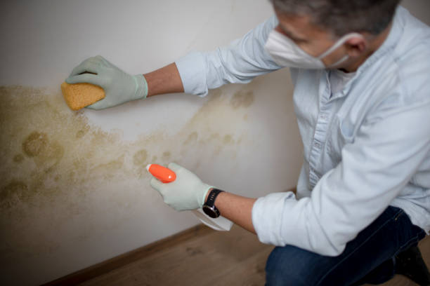 Best Local Mold Removal Service  in New River, AZ