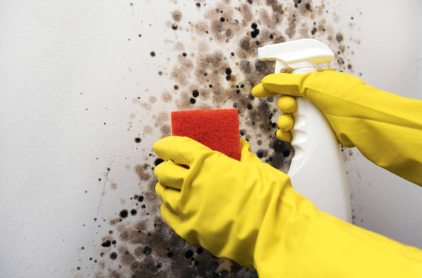 Best Professional Mold Removal  in New River, AZ