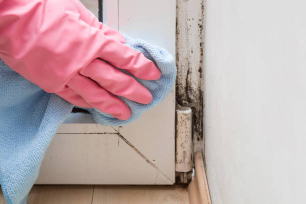 Best Commercial Mold Removal  in New River, AZ